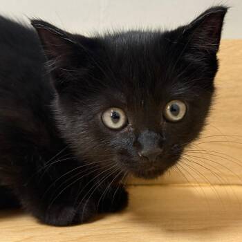 Lady C71522 -  Domestic Short Hair Cat for Adoption in Minnetonka, Minnesota - Lady C71522 | PetCurious