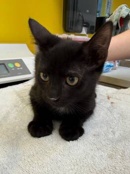 Cam -  Domestic Short Hair Cat for Adoption in Raleigh, North Carolina - Cam | PetCurious