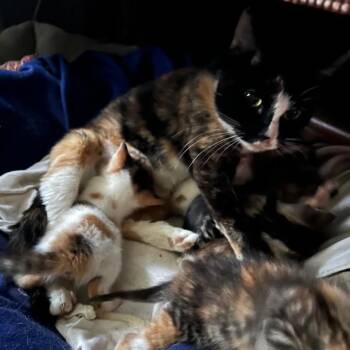 Domestic Short Hair Cats Available for Adoption in Madison, Wisconsin - Bebe | PetCurious