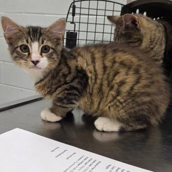 Vermithor -  Domestic Medium Hair Cat for Adoption in Chattanooga, Tennessee - Vermithor | PetCurious