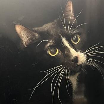 Domestic Short Hair Cats Available for Adoption in Oak Park, Illinois - David | PetCurious