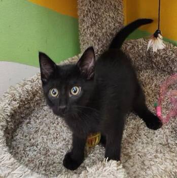 Kara -  American Shorthair Cat for Adoption in Mountain Home, Arkansas - Kara | PetCurious