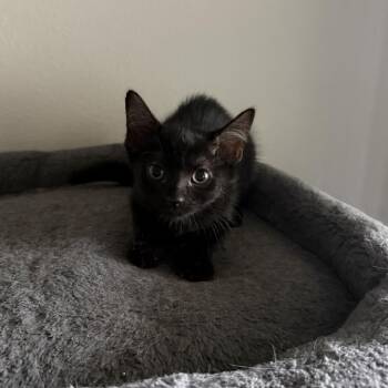 Lucy -  Domestic Short Hair Cat Available for Adoption in NEW PT RICHEY, Florida - Lucy | PetCurious
