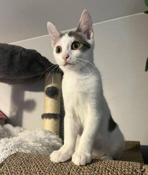 Rescue Domestic Short Hair Cats for Adoption in South Lyon, Michigan - Sola (bonded With Bangles) | PetCurious