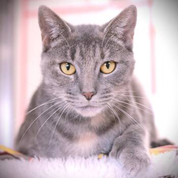 Rescue Domestic Short Hair Cats for Adoption in Amsterdam, New York - Tinkerbell | PetCurious