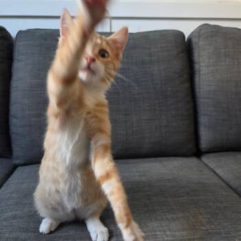 Domestic Short Hair Cats Available for Adoption - Mini Me | PetCurious