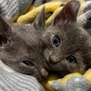 Max -  Domestic Short Hair Cat for Adoption in Pleasanton, California - Max | PetCurious