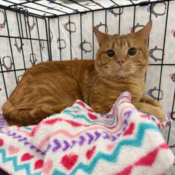 Domestic Short Hair Cats Available for Adoption - Monk | PetCurious