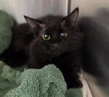 SALLY -  Domestic Medium Hair Cat for Adoption in Auburn, California - SALLY | PetCurious
