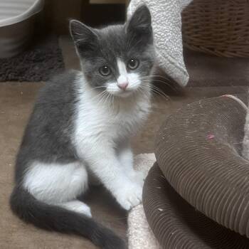 Pebbles -  Domestic Short Hair Cat for Adoption in Flagstaff, Arizona - Pebbles | PetCurious