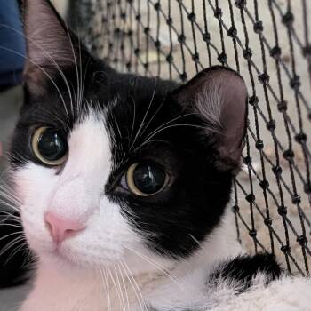 Domestic Short Hair Cats Available for Adoption in Long Beach, California - Charlotte Webb | PetCurious