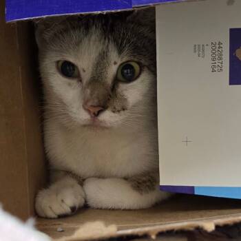 Rescue Domestic Short Hair Cats for Adoption in Palestine, Texas - Bubbles | PetCurious