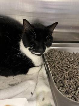 Domestic Short Hair Cats Available for Adoption in Derwood, Maryland - CEDE | PetCurious