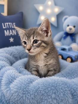 Ravioli -  Domestic Short Hair Cat for Adoption in Fayetteville, Tennessee - Ravioli | PetCurious