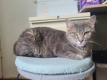 Rescue Domestic Short Hair Cats for Adoption in Minneapolis, Minnesota - Misty / Cloud / Smudge / Smudge | PetCurious