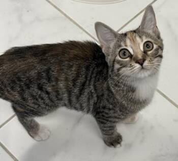 Spark -  Domestic Short Hair Cat for Adoption in Venice, Florida - Spark | PetCurious