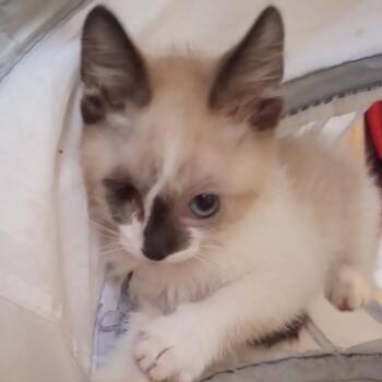 Hope -  Domestic Long Hair Cat for Adoption in Crookston, Minnesota - Hope | PetCurious