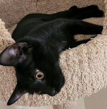 Domestic Short Hair Cats Available for Adoption - Sara | PetCurious