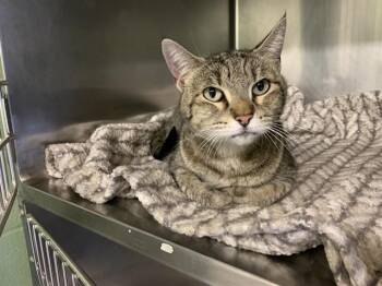 Domestic Short Hair Cats Available for Adoption in Grand Prairie, Texas - KIWI | PetCurious