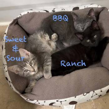 Sweet & Sour -  Domestic Short Hair Cat for Adoption in Parkersburg, West Virginia - Sweet & Sour | PetCurious