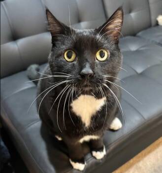 Simon -  Domestic Short Hair Cat for Adoption in Cincinnati, Ohio - Simon | PetCurious