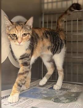 TANGIE -  Tiger Cat for Adoption in Pasadena, California - TANGIE | PetCurious