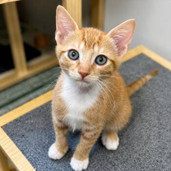 Domestic Short Hair Cats Available for Adoption in Pontiac, Michigan - Milkshake | PetCurious
