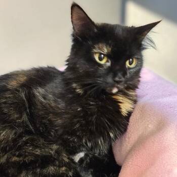 LUCIA -  Domestic Medium Hair Cat for Adoption in Schnecksville, Pennsylvania - LUCIA | PetCurious