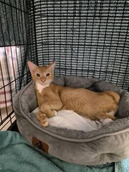 Fanta -  Domestic Short Hair Cat for Adoption in Vero Beach, Florida - Fanta | PetCurious