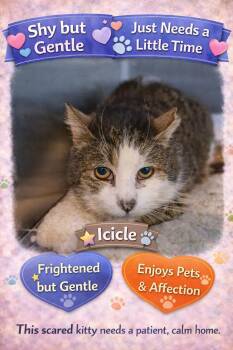 Tabby Cats Available for Adoption - Icicle (FCID# 01/28/2026 - 27 Trainer) | PetCurious