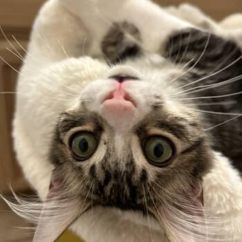 Rescue Tabby and Domestic Medium Hair Cats for Adoption in Sacramento, California - Beau | PetCurious