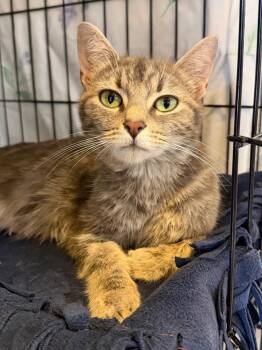Domestic Short Hair Cats Available for Adoption in Cincinnati, Ohio - Birdie | PetCurious