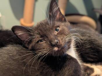 Socks -  Domestic Short Hair Cat for Adoption in Chicago, Illinois - Socks | PetCurious