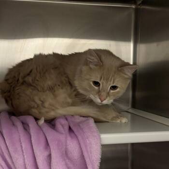 William -  Domestic Long Hair Cat for Adoption in Council Bluffs, Iowa - William | PetCurious