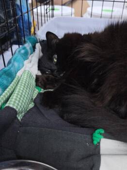 Cola -  Domestic Short Hair Cat for Adoption in St. Cloud, Minnesota - Cola | PetCurious