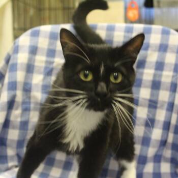 Cricket -  Domestic Short Hair Cat for Adoption in Yucca Valley, California - Cricket | PetCurious