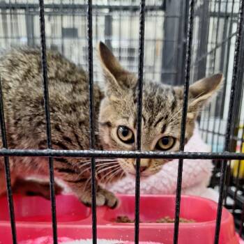 Pebble -  Domestic Short Hair Cat for Adoption in Montgomery, Alabama - Pebble | PetCurious