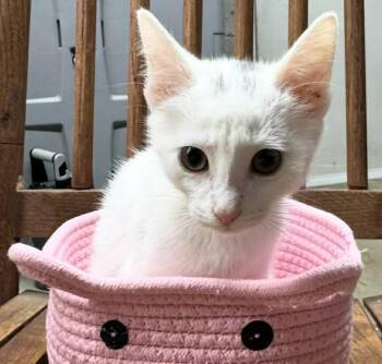 Rescue Domestic Short Hair Cats for Adoption in Beckley, West Virginia - Chocolate Chip | PetCurious