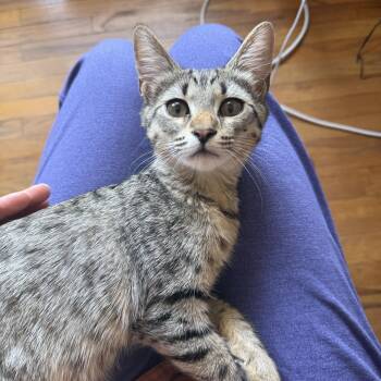 Duck -  Domestic Short Hair Cat for Adoption in Los Angeles, California - Duck | PetCurious