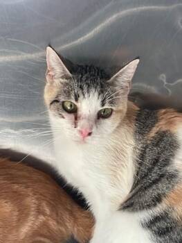 Norma Bates -  Domestic Short Hair Cat for Adoption in El Paso, Texas - Norma Bates | PetCurious