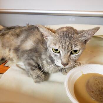 Shasta -  Domestic Short Hair Cat for Adoption in Pauls Valley, Oklahoma - Shasta | PetCurious