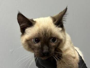 Rescue Domestic Short Hair Cats for Adoption in Portland, Oregon - Pusheen | PetCurious