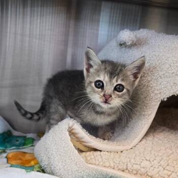 Loki -  Domestic Short Hair Cat for Adoption in Madisonville, Tennessee - Loki | PetCurious