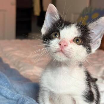 Domestic Short Hair Cats Available for Adoption in Austin, Texas - Under The Moon 2 | PetCurious