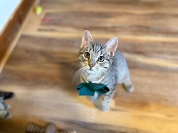 Tabby and Domestic Short Hair Cats Available for Adoption in Friendswood, Texas - Bert Muppet | PetCurious