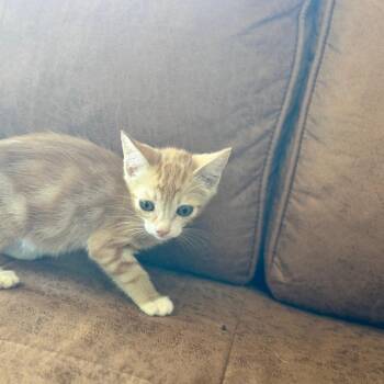 Freddy -  Domestic Short Hair Cat for Adoption in Chico, California - Freddy | PetCurious