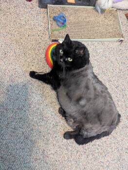 Rescue Domestic Short Hair Cats for Adoption in Kenosha, Wisconsin - Magic | PetCurious