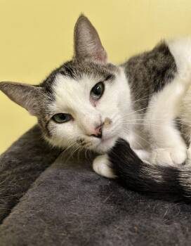 Rescue Domestic Short Hair Cats for Adoption in Quilcene, Washington - Margo | PetCurious