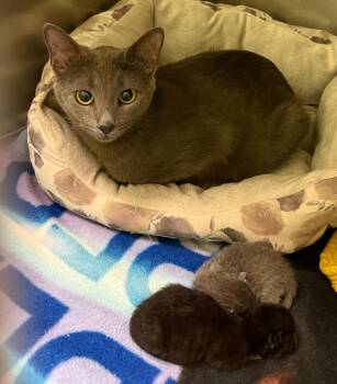 Eva -  Domestic Short Hair Cat for Adoption in La Porte, Indiana - Eva | PetCurious