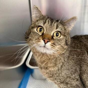 Domestic Short Hair Cats Available for Adoption in Murray, Utah - Scout | PetCurious